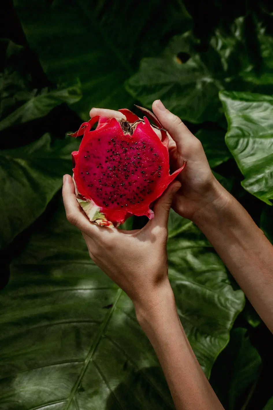 dragon fruit box