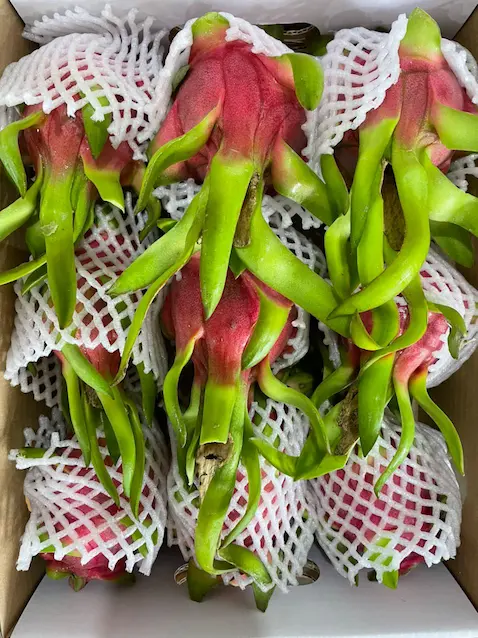 dragon fruit box